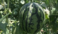 南充吃瓜爆料公司电话地址,电话地址全公开，一探究竟